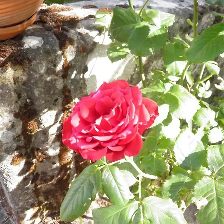 Casa De Vilarinho De S. Romao Casa de hóspedes Sabrosa