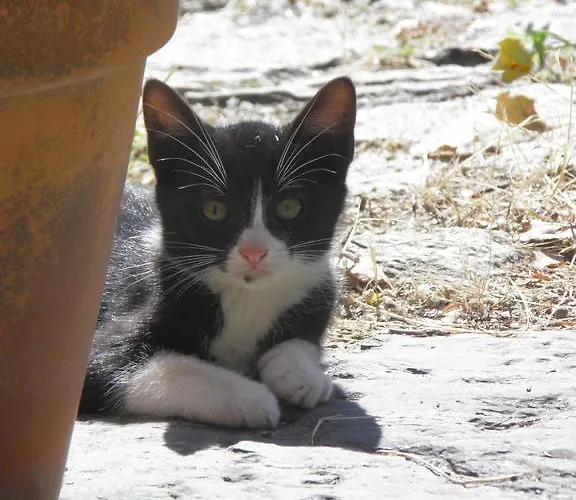 Πανσιόν Casa De Vilarinho De S. Romao Sabrosa